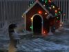 Christmas, puppy, dog, trending, animals, Santa,