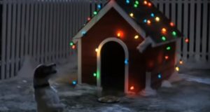 Christmas, puppy, dog, trending, animals, Santa,