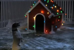 Christmas, puppy, dog, trending, animals, Santa,