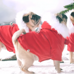Christmas Song full of pugs