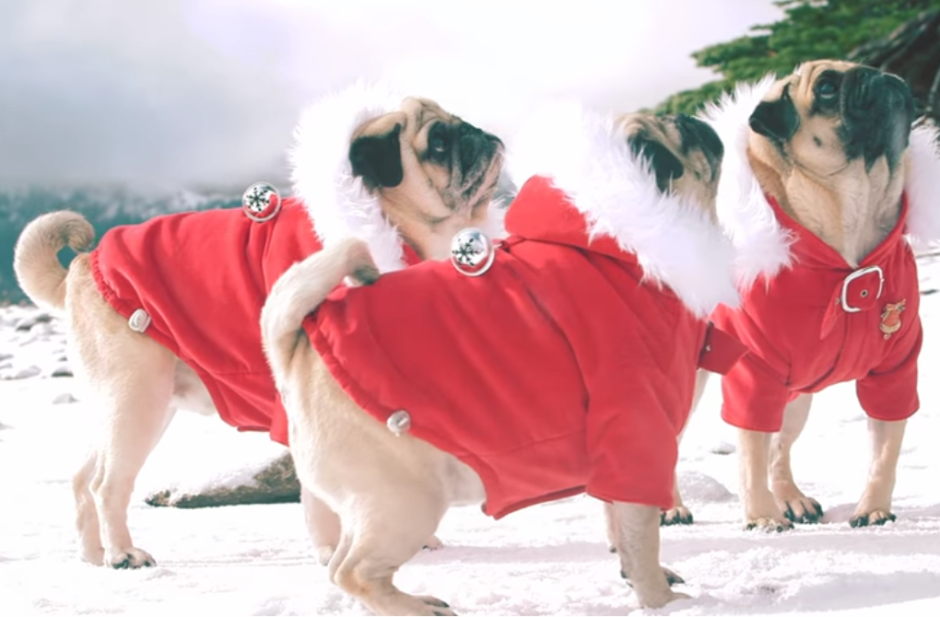 Dogs, animals, Christmas, adorable, song, fashion,