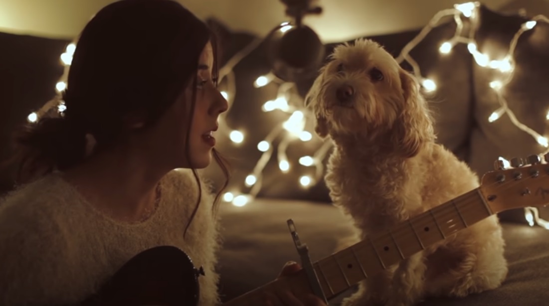 dogs, Christmas, Song, reaction, adorable, Guitar,