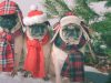Dogs, animals, Christmas, adorable, song, fashion,