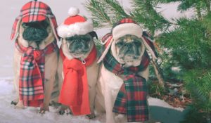 Dogs, animals, Christmas, adorable, song, fashion,