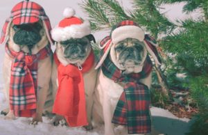 Dogs, animals, Christmas, adorable, song, fashion,