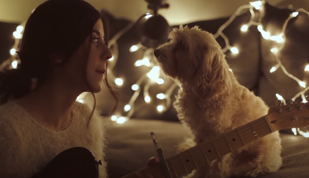 dogs, Christmas, Song, reaction, adorable, Guitar,