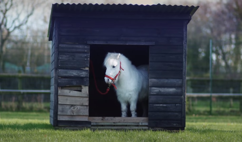 pony, horse, Christmas, adorable, trending, animals,