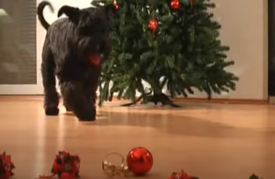 Dogs, Christmas, adorable, talented, trained, amazing,