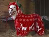 pony, horse, Christmas, adorable, trending, animals,