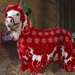 Adorable Pony get ready for Christmas