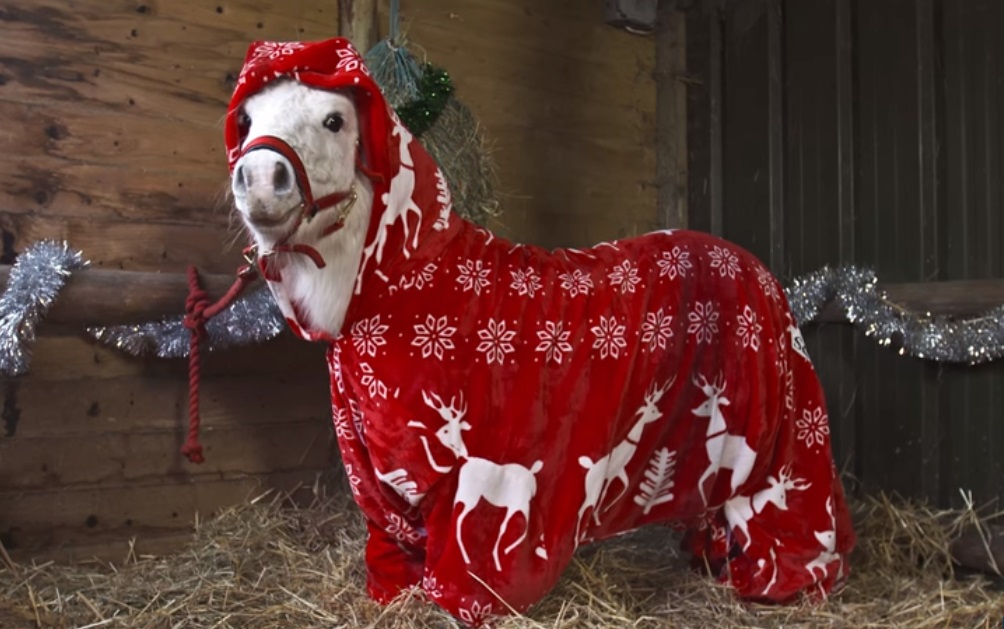 pony, horse, Christmas, adorable, trending, animals,