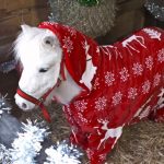 Adorable Pony get ready for Christmas