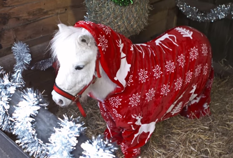 pony, horse, Christmas, adorable, trending, animals,