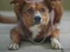 Dog loyalty, Organ donation, Argentina, Hospital, Grief, Loss, Pet loss, Donation awareness, Organ transplant, Kindness
