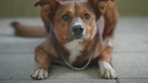 Dog loyalty, Organ donation, Argentina, Hospital, Grief, Loss, Pet loss, Donation awareness, Organ transplant, Kindness
