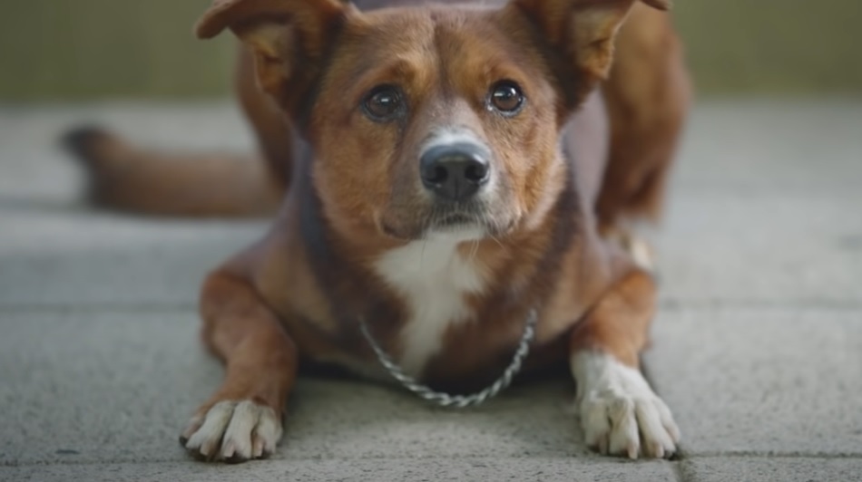 Dog loyalty, Organ donation, Argentina, Hospital, Grief, Loss, Pet loss, Donation awareness, Organ transplant, Kindness