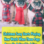 Christmas Song full of pugs