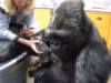 Gorilla and kitten video, Koko the gorilla and kittens, Heartwarming animal relationships, Gorilla caring for kittens, Unlikely animal friendships, Empathy between gorillas and kittens, Koko the gorilla's nurturing nature, Animal communication through sign language, Inspiring stories of compassion, Emotional intelligence in animals