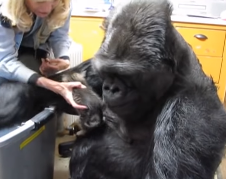Gorilla and kitten video, Koko the gorilla and kittens, Heartwarming animal relationships, Gorilla caring for kittens, Unlikely animal friendships, Empathy between gorillas and kittens, Koko the gorilla's nurturing nature, Animal communication through sign language, Inspiring stories of compassion, Emotional intelligence in animals