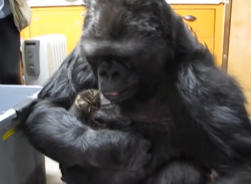 Gorilla and kitten video, Koko the gorilla and kittens, Heartwarming animal relationships, Gorilla caring for kittens, Unlikely animal friendships, Empathy between gorillas and kittens, Koko the gorilla's nurturing nature, Animal communication through sign language, Inspiring stories of compassion, Emotional intelligence in animals