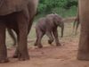 Sheldrick Wildlife Trust, orphaned elephants, elephant conservation, wildlife rehabilitation, Voi Stockades, elephant rescue stories, donate to save elephants, foster an elephant, human-wildlife conflict, elephant habitat loss