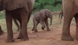 Sheldrick Wildlife Trust, orphaned elephants, elephant conservation, wildlife rehabilitation, Voi Stockades, elephant rescue stories, donate to save elephants, foster an elephant, human-wildlife conflict, elephant habitat loss