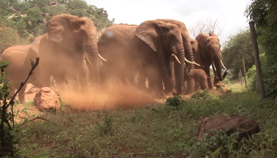 Sheldrick Wildlife Trust, orphaned elephants, elephant conservation, wildlife rehabilitation, Voi Stockades, elephant rescue stories, donate to save elephants, foster an elephant, human-wildlife conflict, elephant habitat loss