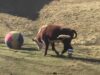 cows in farm, inspiring story of friendship, amazing love story, The World's Happiest Cow Couple, Dudley and Destiny, barn in Tennessee, inspiring relationship story