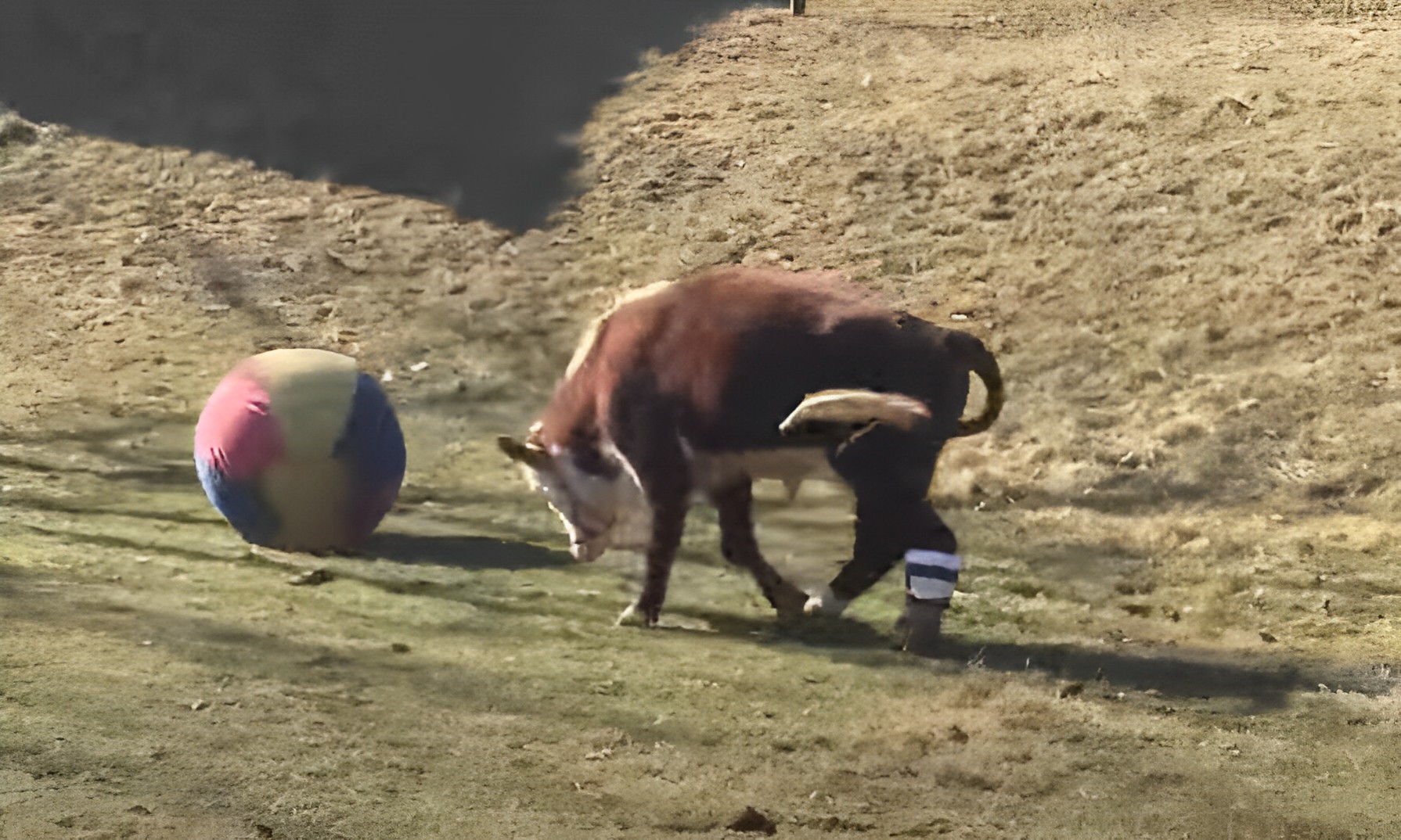 cows in farm, inspiring story of friendship, amazing love story, The World's Happiest Cow Couple, Dudley and Destiny, barn in Tennessee, inspiring relationship story