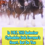 Unforgettable Budweiser Christmas Advert