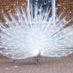 white Peacock