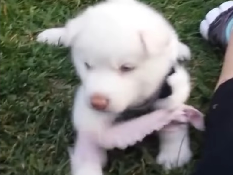 Husky Puppy Was Anticipated For Euthanasia