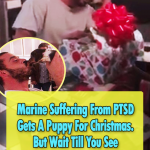 Marine have PTSD Gets A Puppy For Christmas