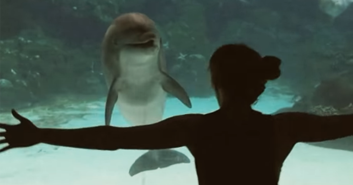 Girl Makes Dolphin Enjoy Her Dance AmazingPandPh