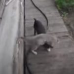 Mom Instructs Dog To Bring The Cat Home. How He Does It Made Me Laugh Till I Cried