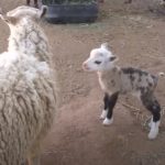 Male Goat Ended Up Mating With A Sheep