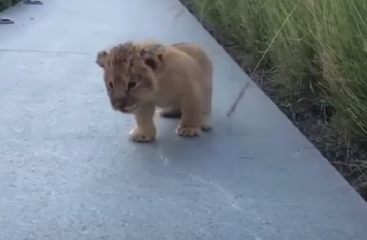 viral,video,roar,roaring,lion cub,tiny cub,tiny lion,baby lion,baby animals,adorable,animals,savage animals,dangerous animals,wild animals,viral video,cute,cute puppies,amazing,most viewed,most shared,most watched