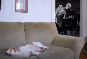 maymo, beagle, dog, dogs, funny dogs, funny dog, funny, skeleton, prank, halloween, halloween prank, dog vs skeleton, dog scared, dog terrified, cute dog,viral video,amazingpandph video,best of,coolest prank,viral post,viral stuff,most viewed,most watched,most shared