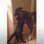 This Cat didn’t see her BFF Dog for 10 days