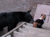 silly, video, fight, beer, bathroom, kid, men, bad boy, badass, america's funniest home videos, potty train, laugh, alligator, cats, Kittens,