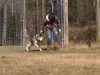 husky, adopt, rescue, antichaining, dog, doglover, freedom, dogs deserve better, stories, rescue team, animals rescue, amazing rescue team,
