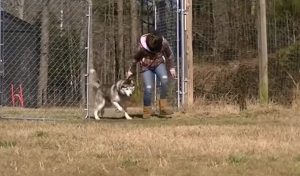 husky, adopt, rescue, antichaining, dog, doglover, freedom, dogs deserve better, stories, rescue team, animals rescue, amazing rescue team,