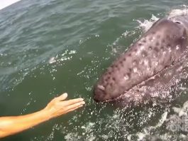 san ignacio lagoon, Oneworldoneocean, Gray Whale, Ocean, GoPro, underwater, whale calf, close encounter, One World One Ocean, whales, IMAX, underwater life, great experience, how cool, amazing journey, best of