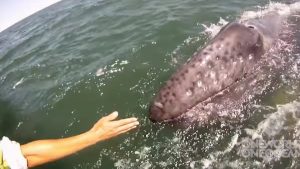 san ignacio lagoon, Oneworldoneocean, Gray Whale, Ocean, GoPro, underwater, whale calf, close encounter, One World One Ocean, whales, IMAX, underwater life, great experience, how cool, amazing journey, best of