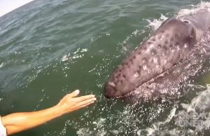 san ignacio lagoon, Oneworldoneocean, Gray Whale, Ocean, GoPro, underwater, whale calf, close encounter, One World One Ocean, whales, IMAX, underwater life, great experience, how cool, amazing journey, best of