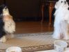 pary, dogs, pets, puppies, puppy, pugs, cute, cute puppies, amazing, trained dog, cutest dogs, amazing dogs