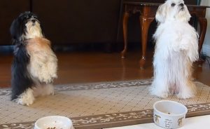 pary, dogs, pets, puppies, puppy, pugs, cute, cute puppies, amazing, trained dog, cutest dogs, amazing dogs