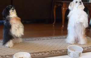 pary, dogs, pets, puppies, puppy, pugs, cute, cute puppies, amazing, trained dog, cutest dogs, amazing dogs