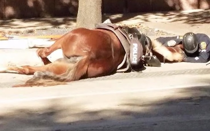 animals, horse, rescue, save, life, helping, accident, car, police horse, fatal accident, hitted by car, last breath,