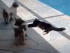 cat. pushes, dog, pull, pushes, cat, pool, chris, cohen, argument, translation, funny, holiday, french, security,